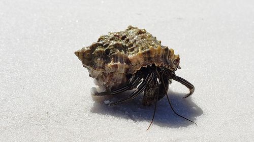 High angle view of a shell on the land