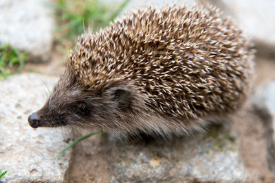 Close-up of a hedgehog