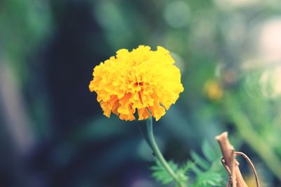 Close-up of yellow flower blooming outdoors