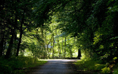 Road amidst trees in forest