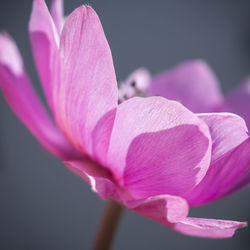 Close-up of pink flower blooming outdoors