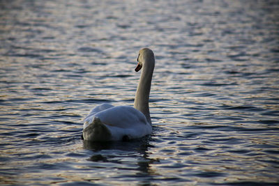 Swan swimming in lake