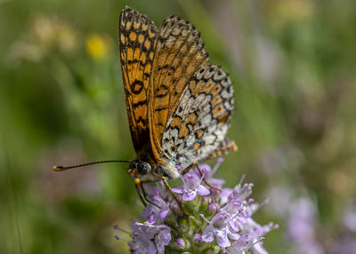 Close-up of butterfly pollinating on purple flower