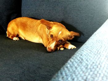 Close-up of dog sleeping at home