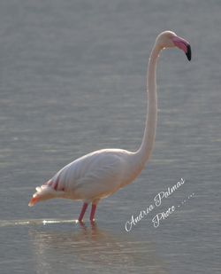 Bird in water