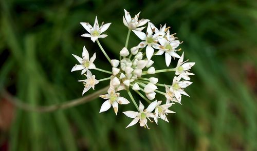 Close-up of white flowering plant