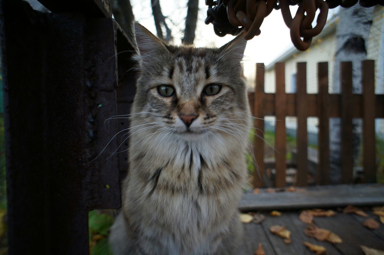 domestic cat, cat, mammal, domestic animals, animal themes, one animal, pets, feline, whisker, portrait, looking at camera, focus on foreground, close-up, sitting, front view, fence, outdoors, animal head, alertness, staring