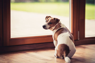 Close-up of dog looking through window