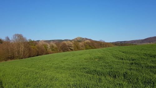 Scenic view of field against clear blue sky