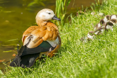 Mother red duck with her duckling near pond