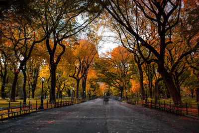 Road amidst trees during autumn