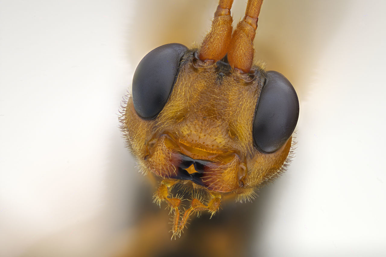 HIGH ANGLE VIEW OF INSECT ON WHITE