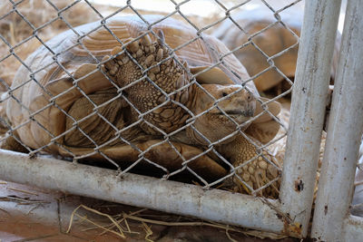 Close-up of turtle in cage