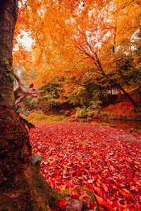 Shadow of person falling on red leaves during autumn