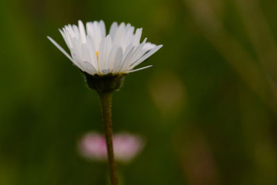 Close-up of white flower blooming outdoors