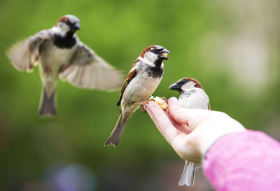 Close-up of hand holding bird eating outdoors