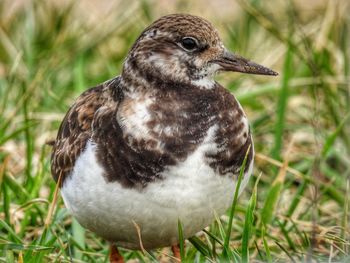 Close-up of a bird on field