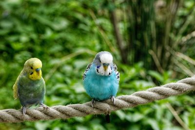 Close-up of birds perching on plant