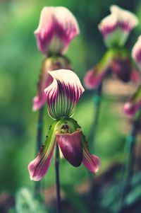 Close-up of flower against blurred background