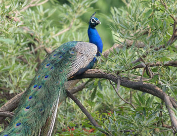 Close-up of peacock perching on tree