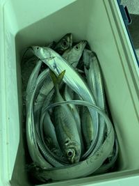 High angle view of fish in container