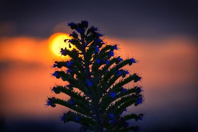 Close-up of silhouette tree against orange sky