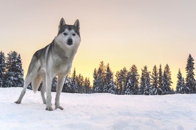 Dog on snowy field against sky during winter