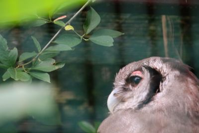 Close-up of a bird against lake