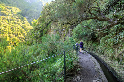 Rear view of people walking in forest