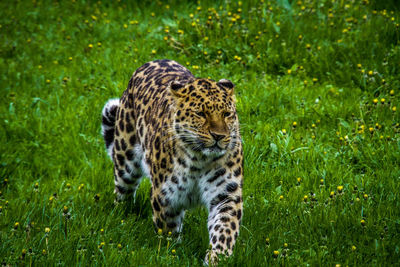 View of a cat on grass