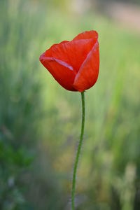 Close-up of red flower on field