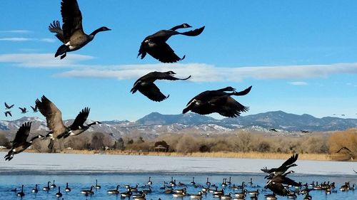 Bird flying over blue sky