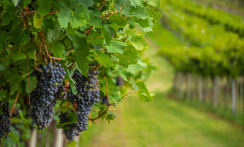 Grapes growing in vineyard