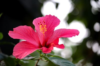 Close-up of pink hibiscus flower