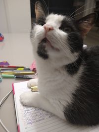 Close-up of cat looking at home
