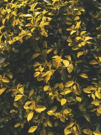 Full frame shot of yellow leaves on plant