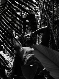 Low angle view of palm tree in forest