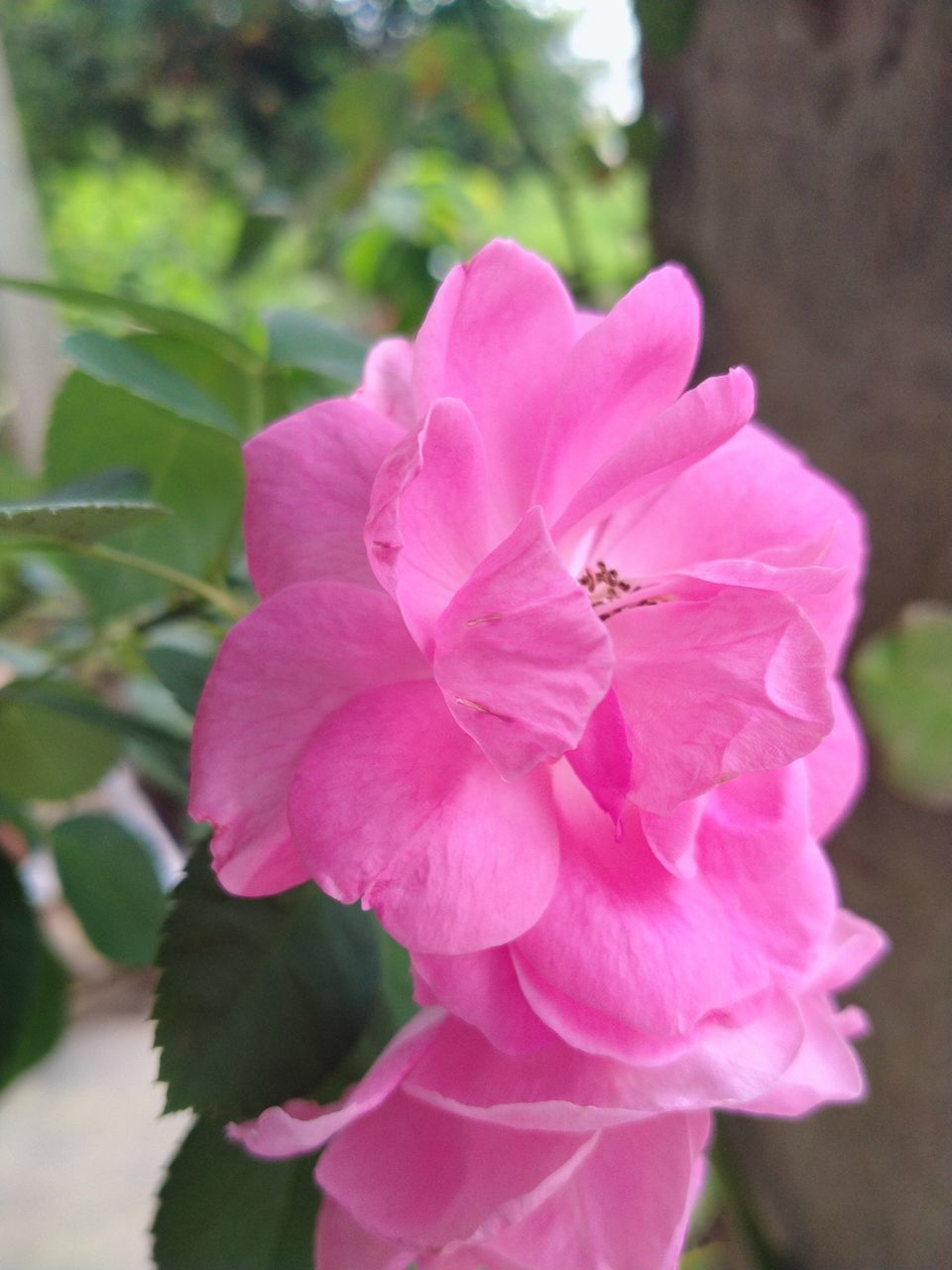 CLOSE-UP OF PINK ROSE PLANT
