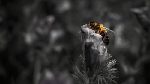 Close-up of bee on flower