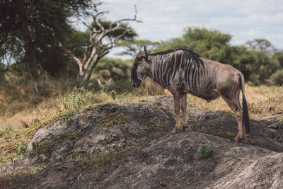 Gnu grazing on field