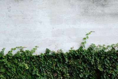 Close-up of ivy on wall