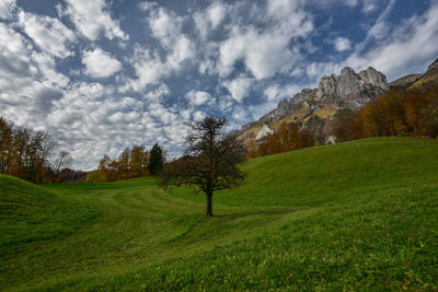 Trees on field against sky