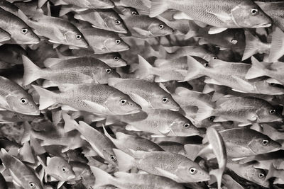 Full frame shot of fish swimming in sea