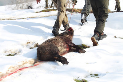 Low section of dog on snow covered field