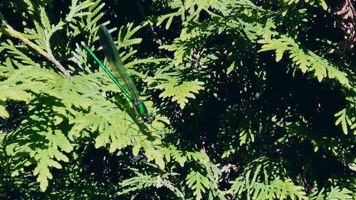 Close-up of plants against trees