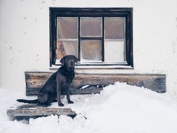 Black labrador retriever sitting on snow covered bench against house