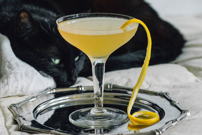 Black cat with yellow lemon cocktail on silver tray sitting on white bedding