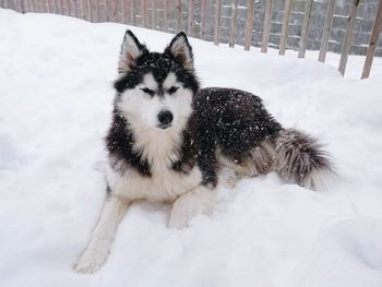 Portrait of dog on snow field during winter