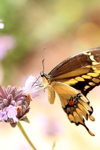 Close-up of butterfly perching on flower