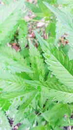 Close-up of leaves